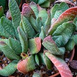 Gasteria carinata v. verrucosa P1230920.JPG